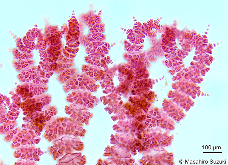 ハリイギス Pseudoceramium paniculatum