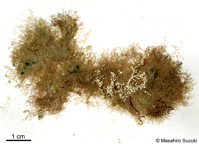 ハリイギス Pseudoceramium paniculatum