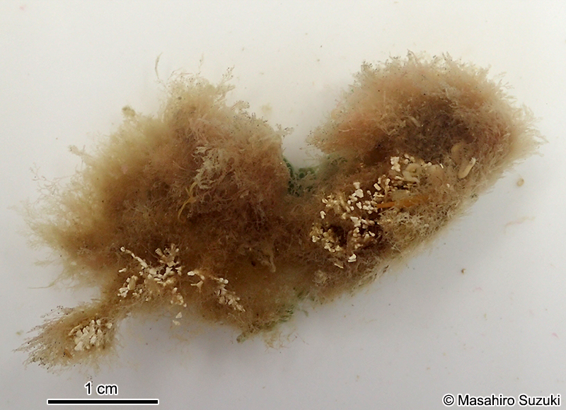 ハリイギス Pseudoceramium paniculatum