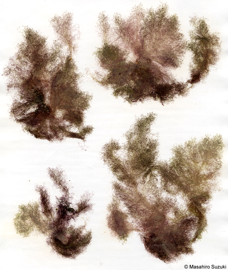 ケイギス Pseudoceramium tenerrimum