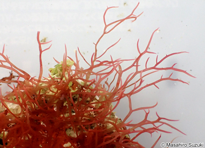 Chondracanthus saundersii