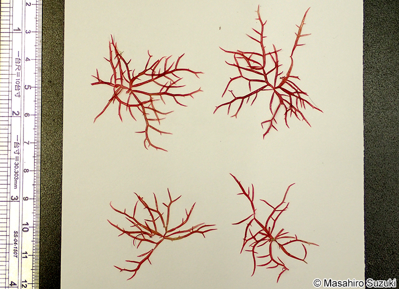Chondracanthus saundersii