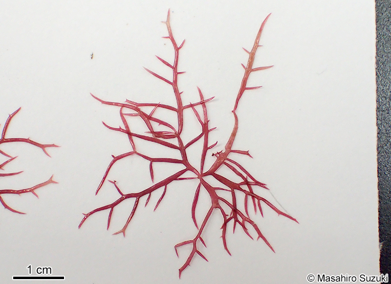 Chondracanthus saundersii