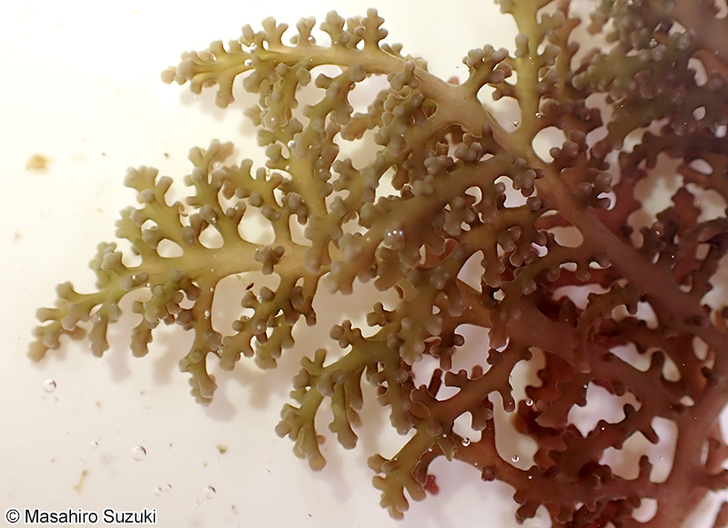 カタソゾ Chondrophycus cartilagineus