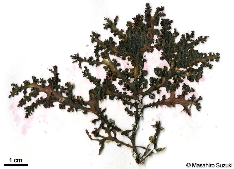 Chondrophycus coreanus