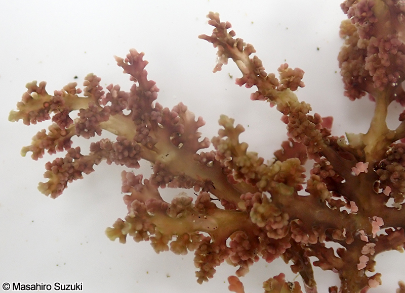 Chondrophycus coreanus