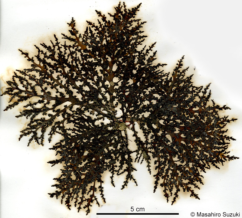 Chondrophycus coreanus