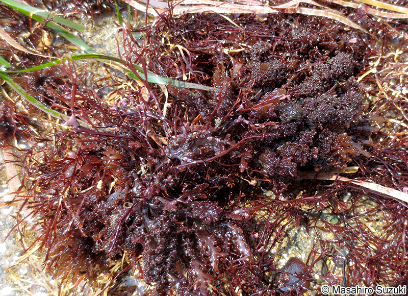 コブソゾ Chondrophycus undulatus