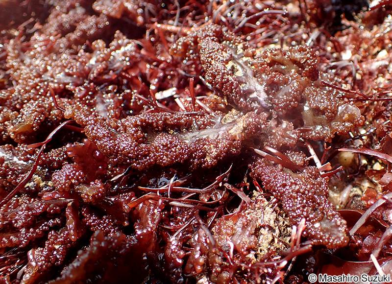 コブソゾ Chondrophycus undulatus