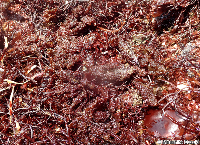 コブソゾ Chondrophycus undulatus