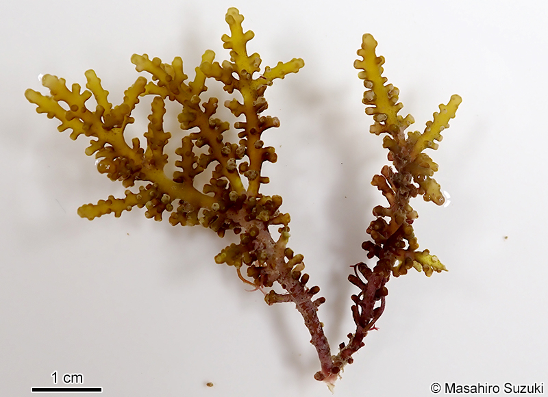 Chondrophycus cf. undulatus