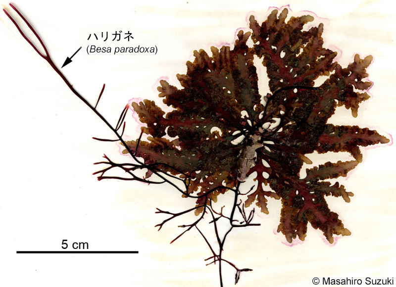 コブソゾ Chondrophycus undulatus