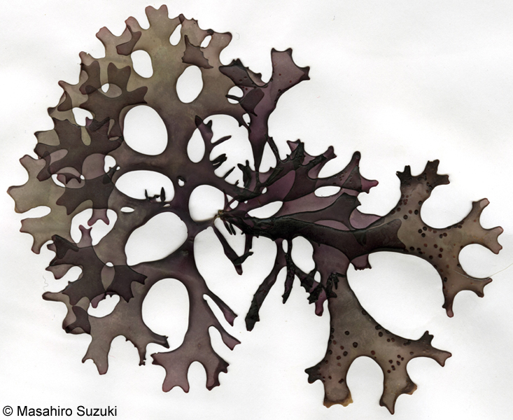 Mazzaella canaliculata