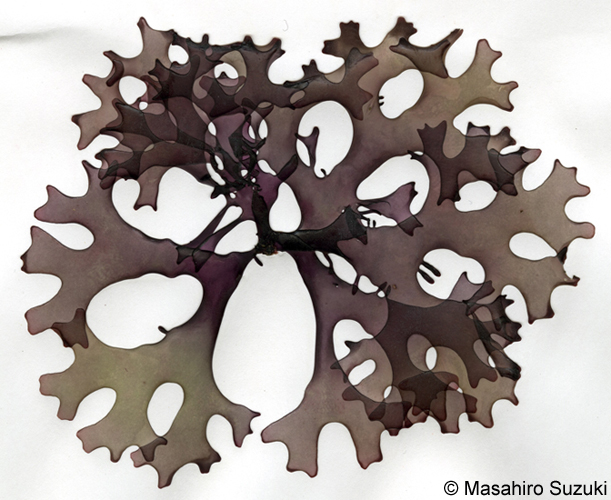 Mazzaella canaliculata