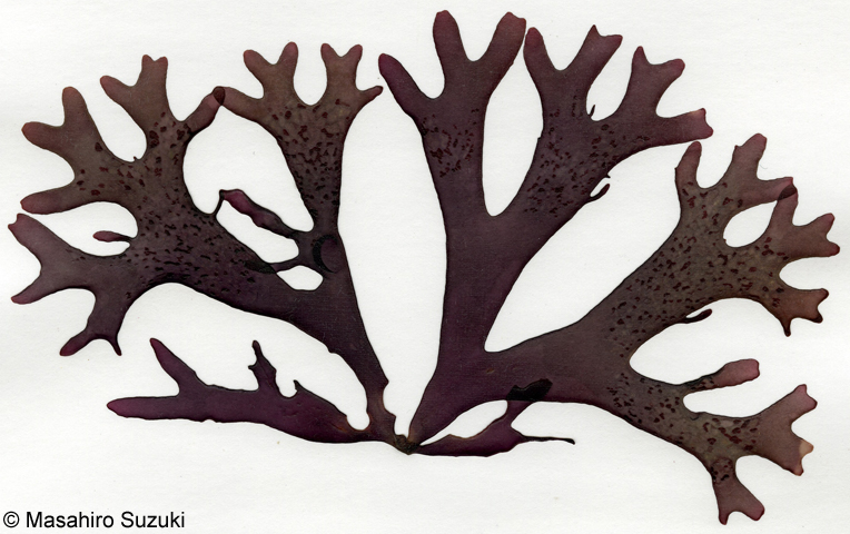 Mazzaella canaliculata