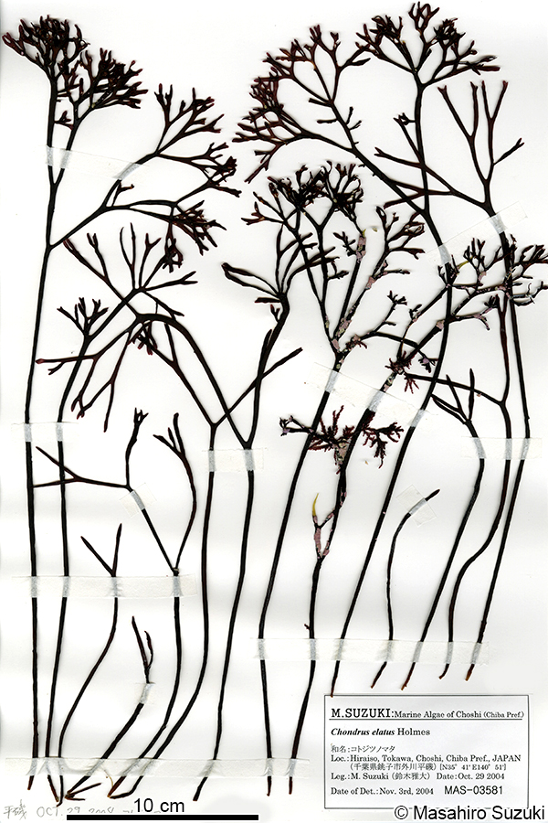 コトジツノマタ Chondrus elatus