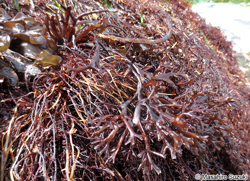 コトジツノマタ Chondrus elatus
