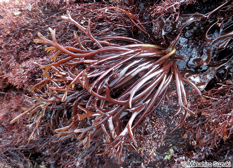 コトジツノマタ Chondrus elatus