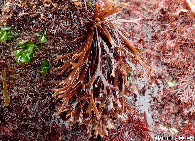 コトジツノマタ Chondrus elatus