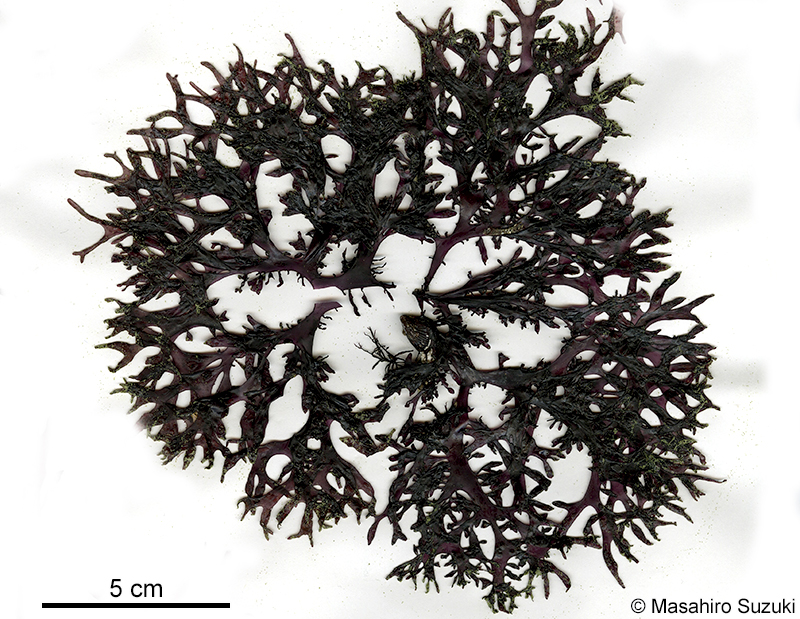 マルバツノマタ Chondrus nipponicus