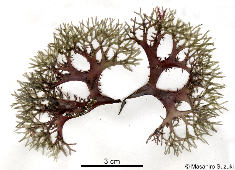 マルバツノマタ Chondrus nipponicus