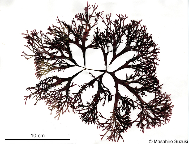 マルバツノマタ Chondrus nipponicus
