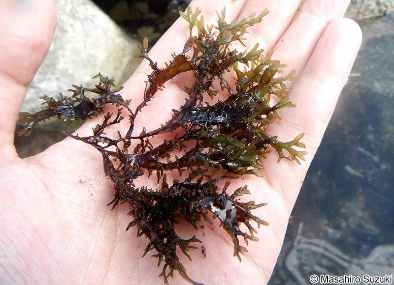マルバツノマタ Chondrus nipponicus