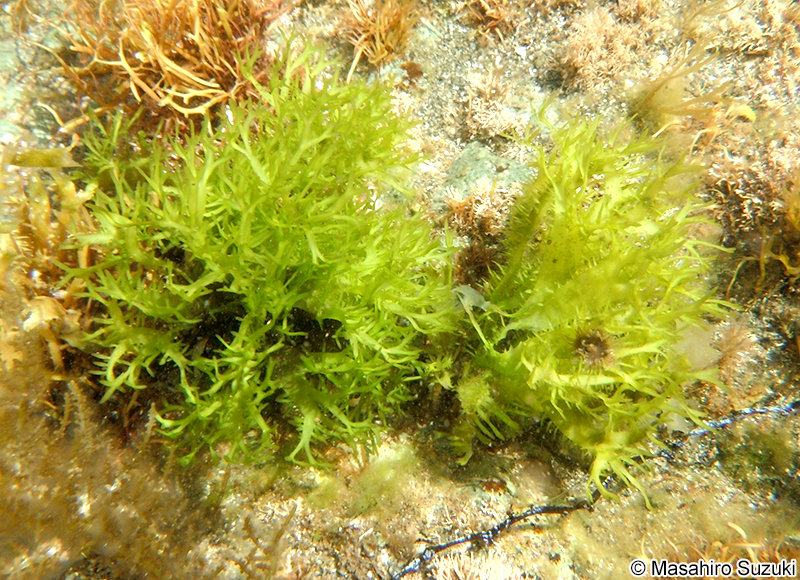 マルバツノマタ Chondrus nipponicus