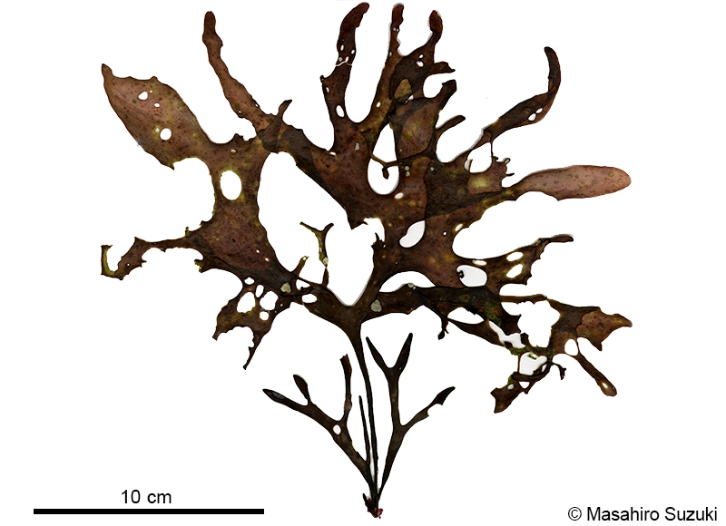 イボツノマタ Chondrus verrucosus