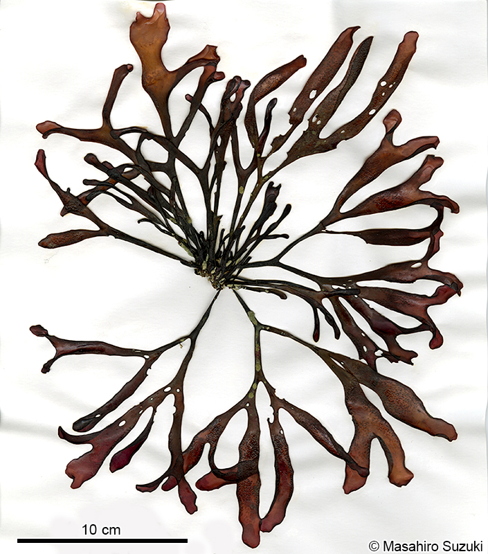 イボツノマタ Chondrus verrucosus