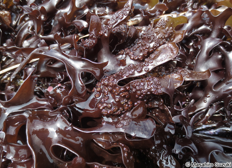 イボツノマタ Chondrus verrucosus