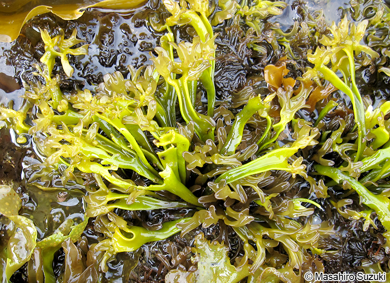 イボツノマタ Chondrus verrucosus