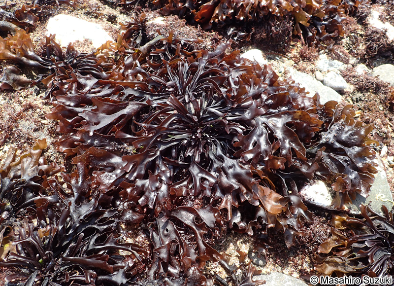 イボツノマタ Chondrus verrucosus