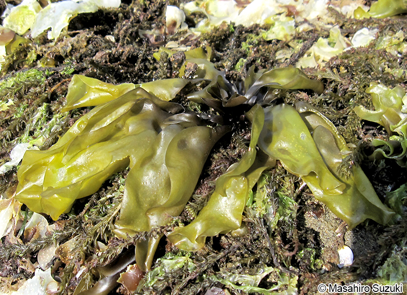 クロハギンナンソウ Chondrus yendoi