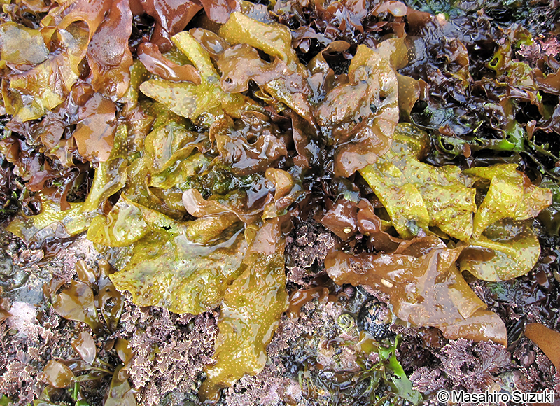 クロハギンナンソウ Chondrus yendoi