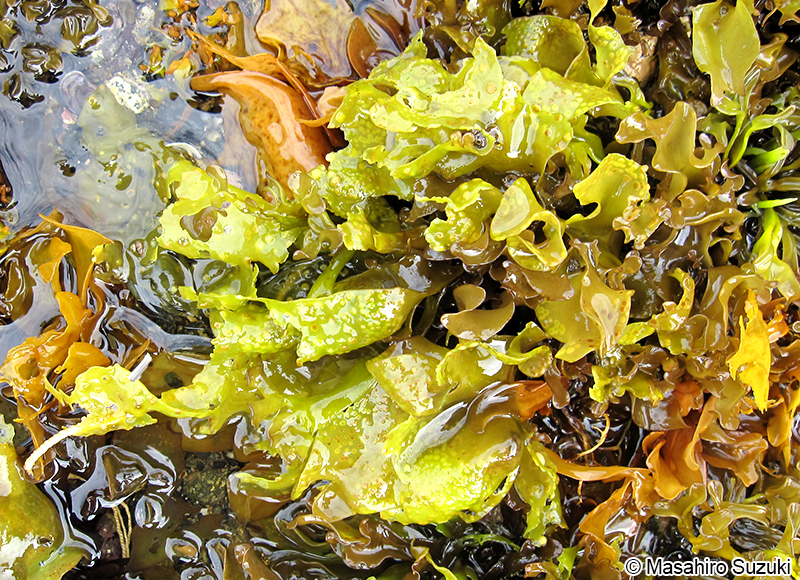 クロハギンナンソウ Chondrus yendoi