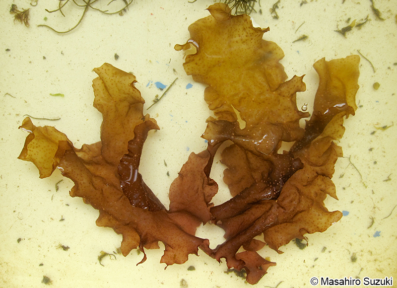 クロハギンナンソウ Chondrus yendoi