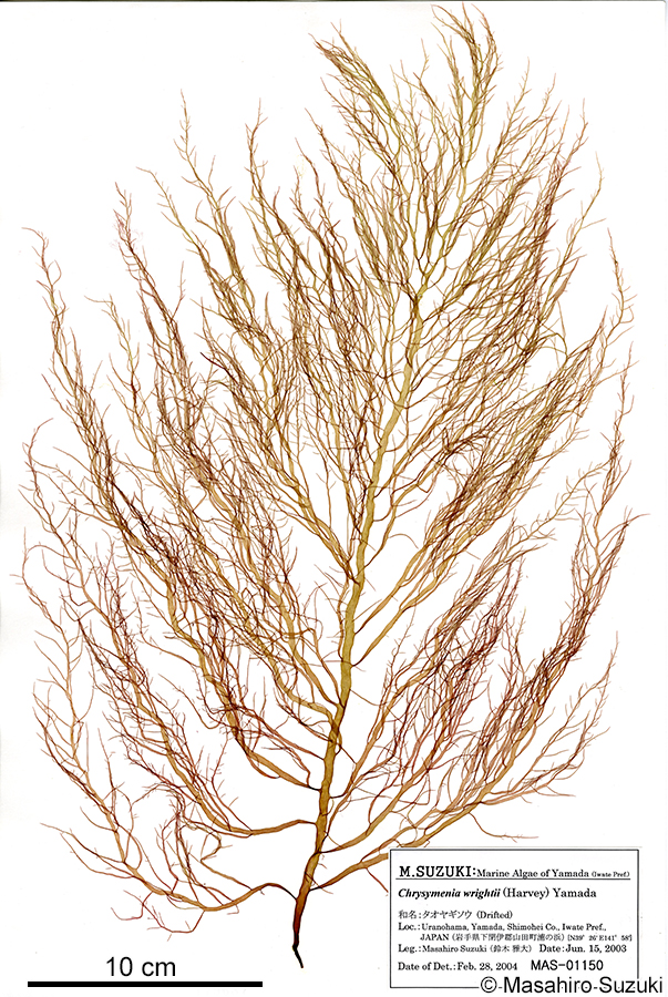 タオヤギソウ Botryocladia wrightii