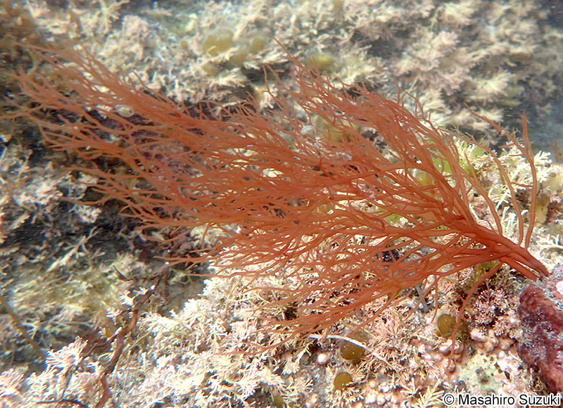 タオヤギソウ Botryocladia wrightii