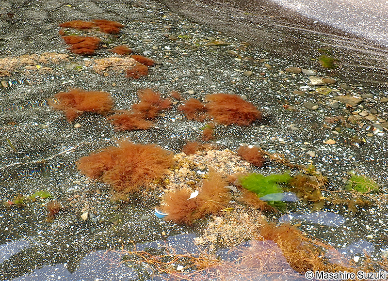 タオヤギソウ Botryocladia wrightii