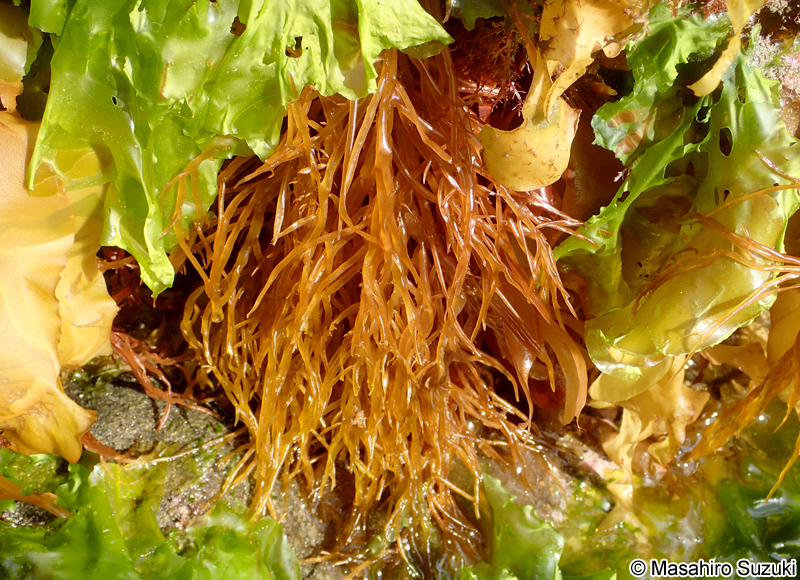 タオヤギソウ Botryocladia wrightii