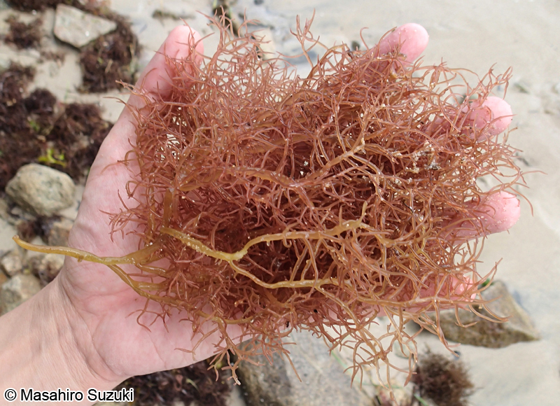 タオヤギソウ Botryocladia wrightii