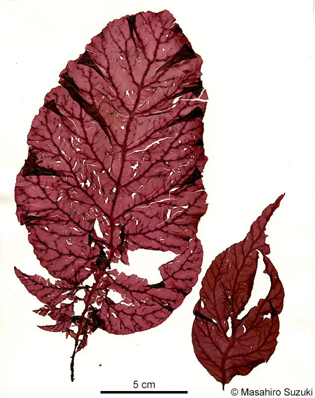 コノハノリ Congregatocarpus kurilensis