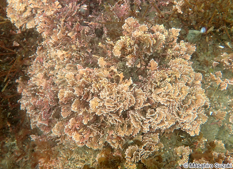 ピリヒバ Corallina pilulifera