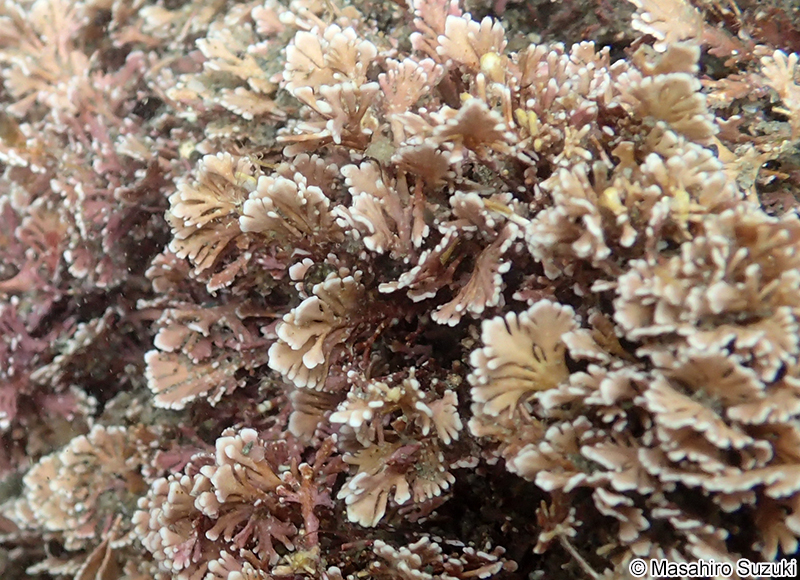 ピリヒバ Corallina pilulifera