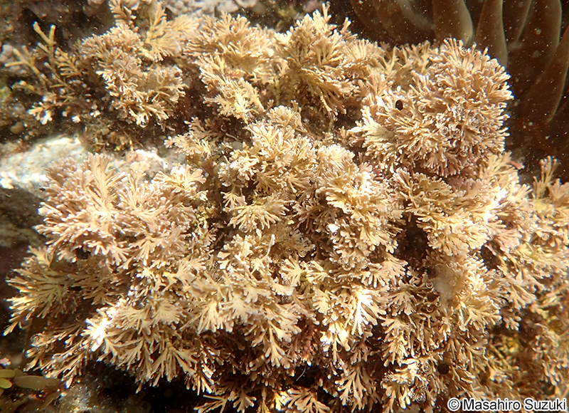 ピリヒバ Corallina pilulifera