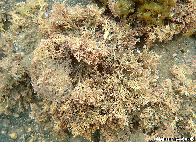 ピリヒバ Corallina pilulifera