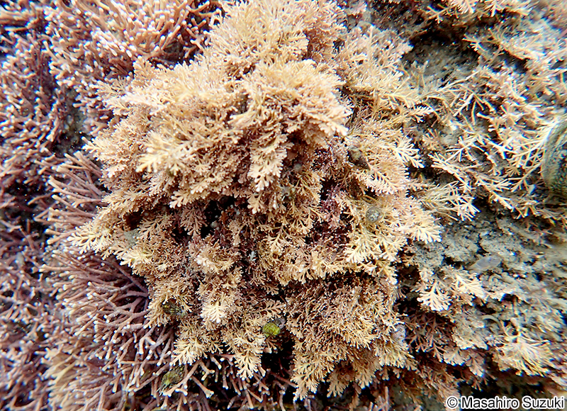 ピリヒバ Corallina pilulifera