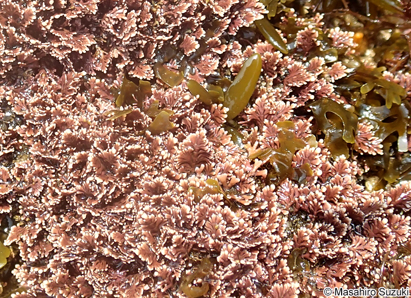 ピリヒバ Corallina pilulifera