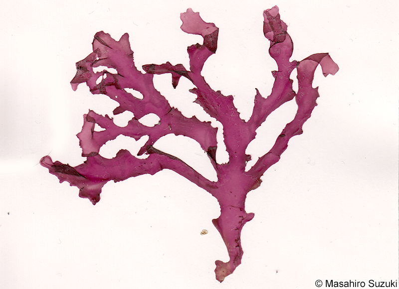 Cryptonemia denticulata